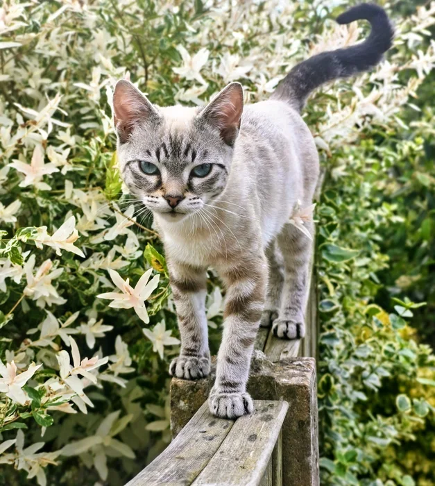 A pale grey striped cat standing among garden flowers
