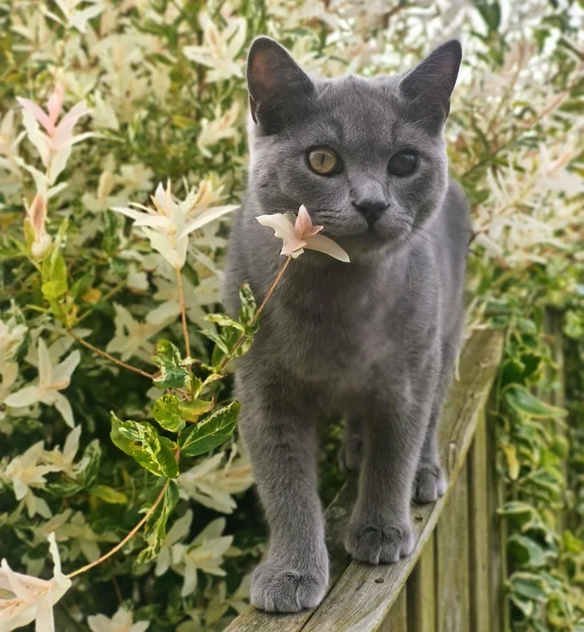 A grey cat with one visible eye among garden flowers