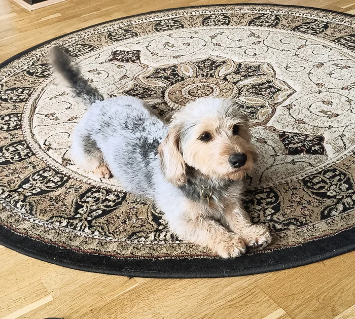 A scruffy little dog relaxing on a patterned rug